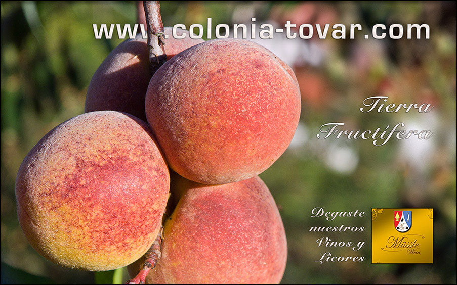 Colonia Tovar - Müssle Wein